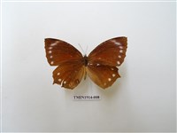 藏品(藍紋鋸眼蝶)的圖片